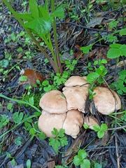 Rhodocybe