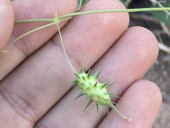 Echinopepon wrightii