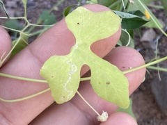 Echinopepon wrightii