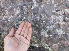 Echinopepon wrightii