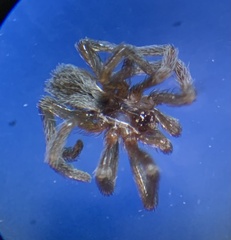 Kukulcania hibernalis
