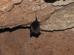 Peropteryx