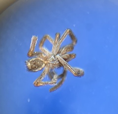 Kukulcania hibernalis