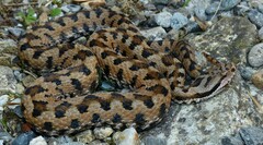 Vipera aspis