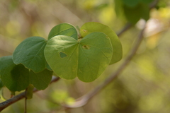 Bauhinia galpinii
