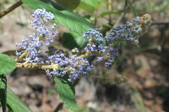 Ceanothus caeruleus