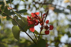 Bauhinia galpinii