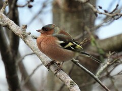Fringilla coelebs coelebs