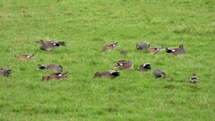 Mareca strepera strepera