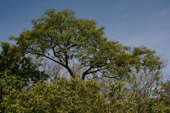 Pterocarpus angolensis