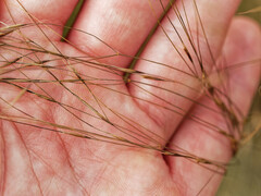 Achnatherum parviflorum