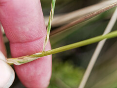 Achnatherum parviflorum