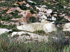 Achnatherum parviflorum