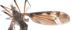 Tipula fuliginosa