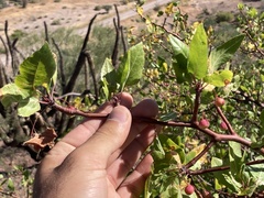 Bursera epinnata