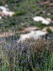 Achnatherum parviflorum