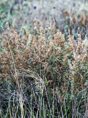 Achnatherum parviflorum