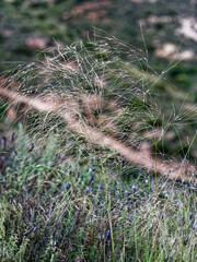 Achnatherum parviflorum