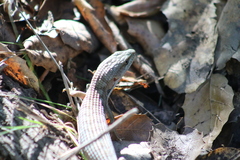 Elgaria multicarinata multicarinata
