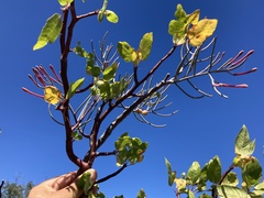 Psittacanthus sonorae