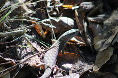 Elgaria multicarinata multicarinata