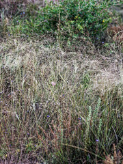 Achnatherum parviflorum