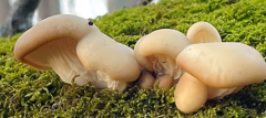 Pleurotus populinus