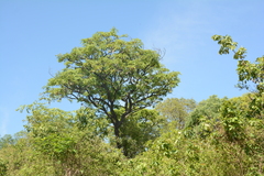Pterocarpus angolensis