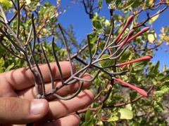 Psittacanthus sonorae