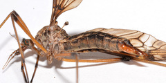 Tipula fuliginosa