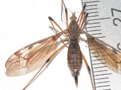 Tipula fuliginosa