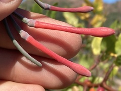 Psittacanthus sonorae