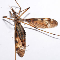 Tipula fuliginosa