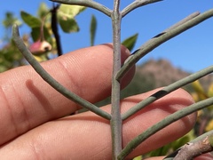 Psittacanthus sonorae