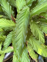 Goeppertia rufibarba