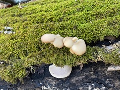 Pleurotus populinus