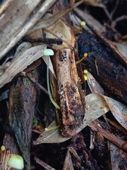 Mycena chusqueophila