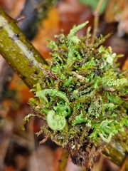 Cladonia coniocraea