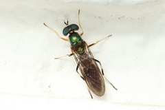 Merosargus cingulatus