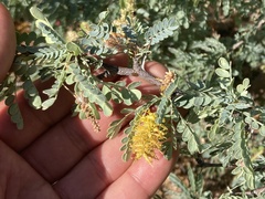 Prosopis palmeri