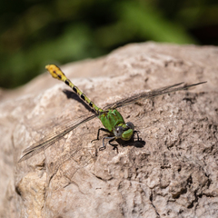 Erpetogomphus crotalinus