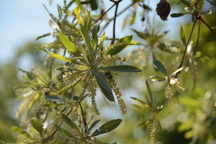 Pedinorrhina trivittata