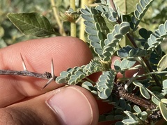 Prosopis palmeri