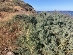 Prosopis palmeri