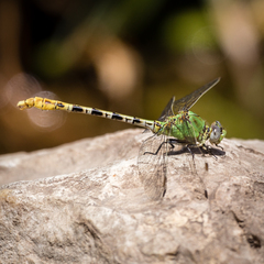 Erpetogomphus crotalinus