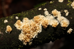 Basidioradulum radula