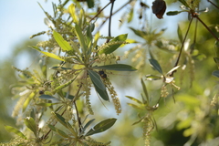 Pedinorrhina trivittata
