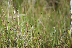 Eleocharis uniglumis