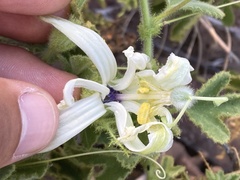 Passiflora palmeri