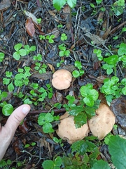 Rhodocybe